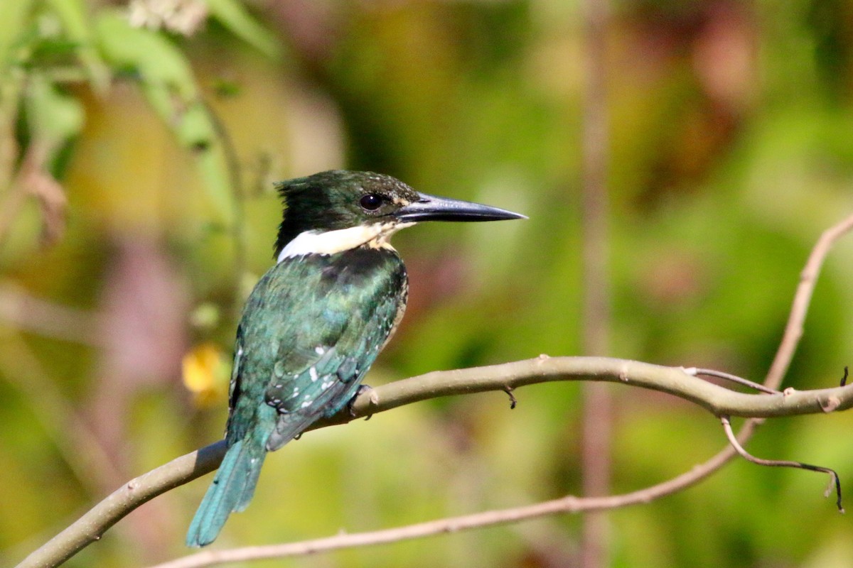 Green Kingfisher - ML63624431