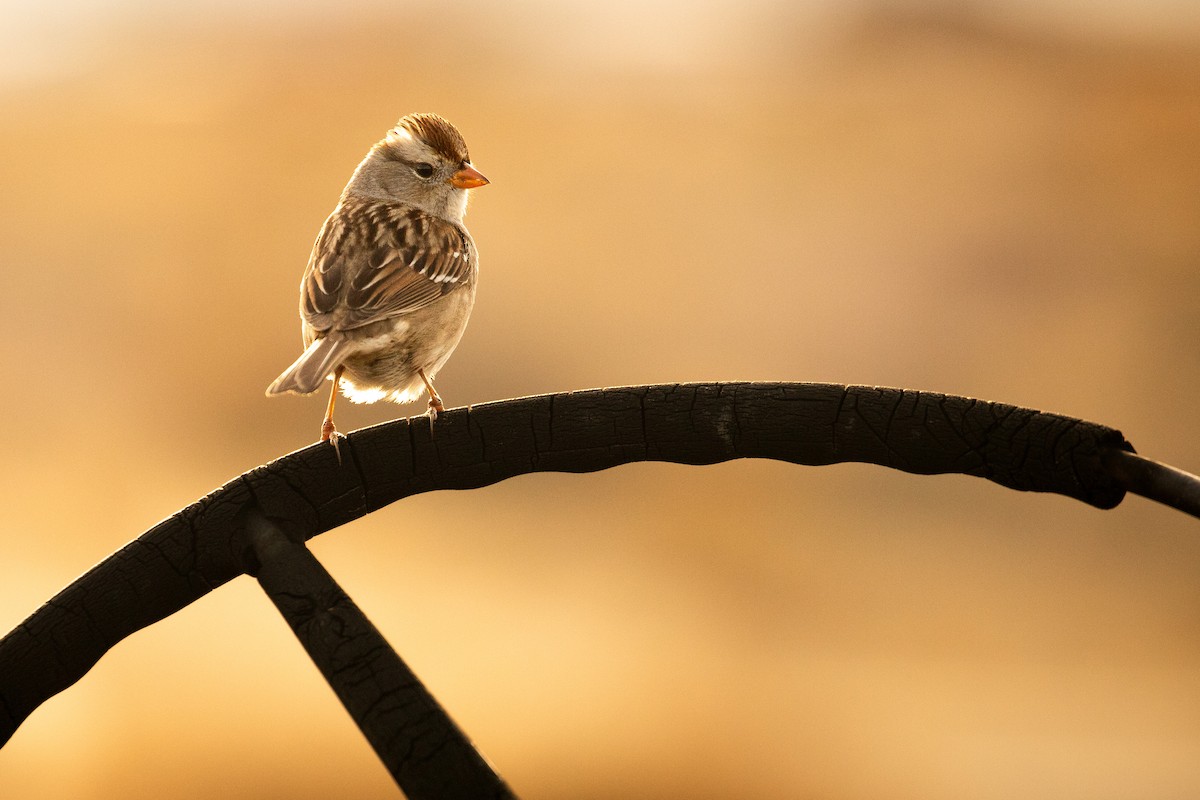 White-crowned Sparrow (Gambel's) - Michael Long