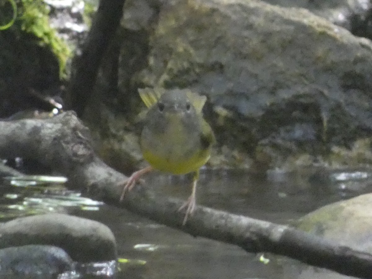 Mourning Warbler - ML636244413