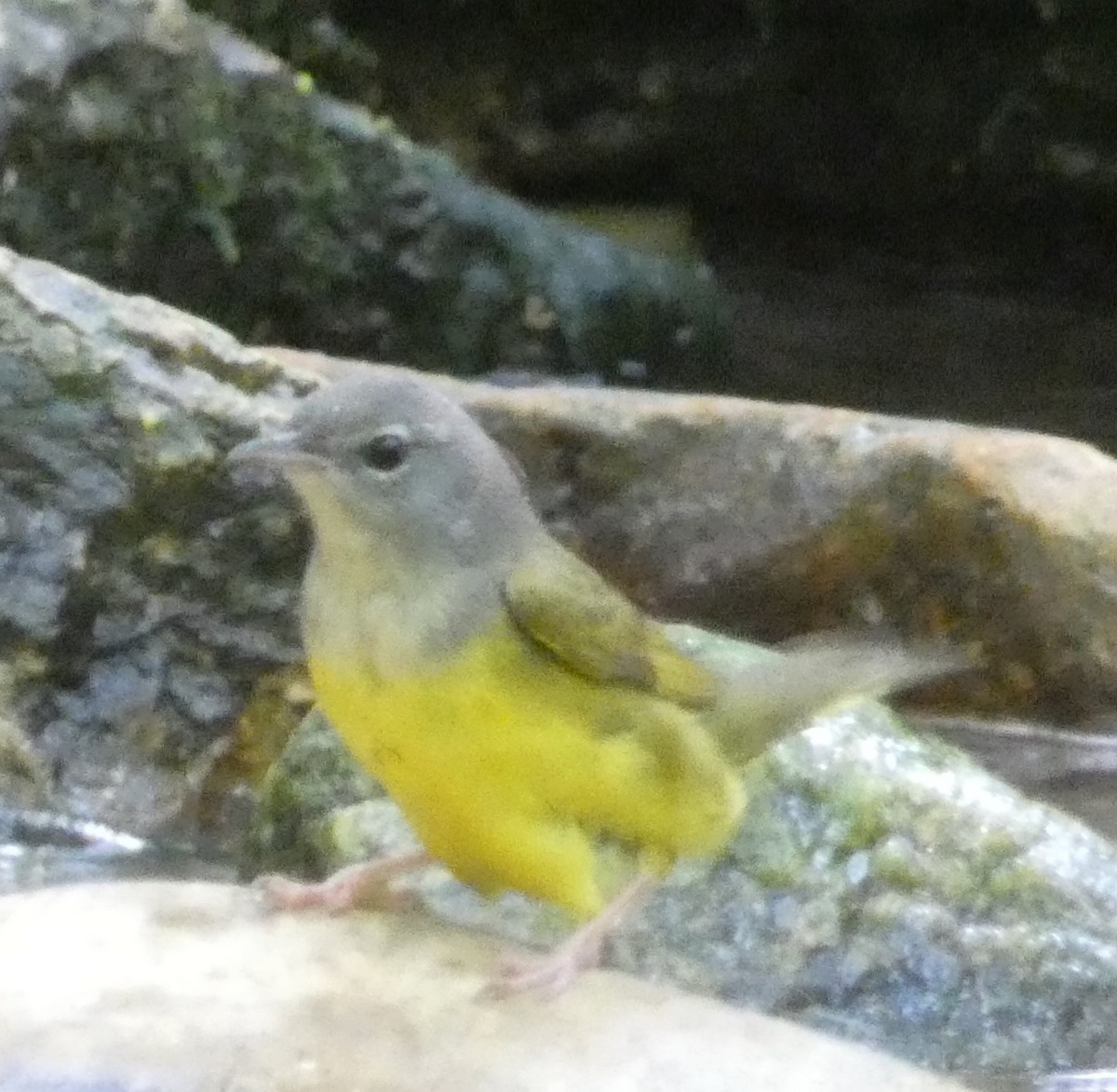 Mourning Warbler - ML636244415