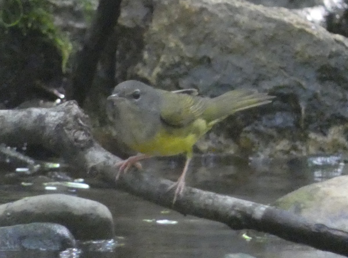 Mourning Warbler - ML636244416