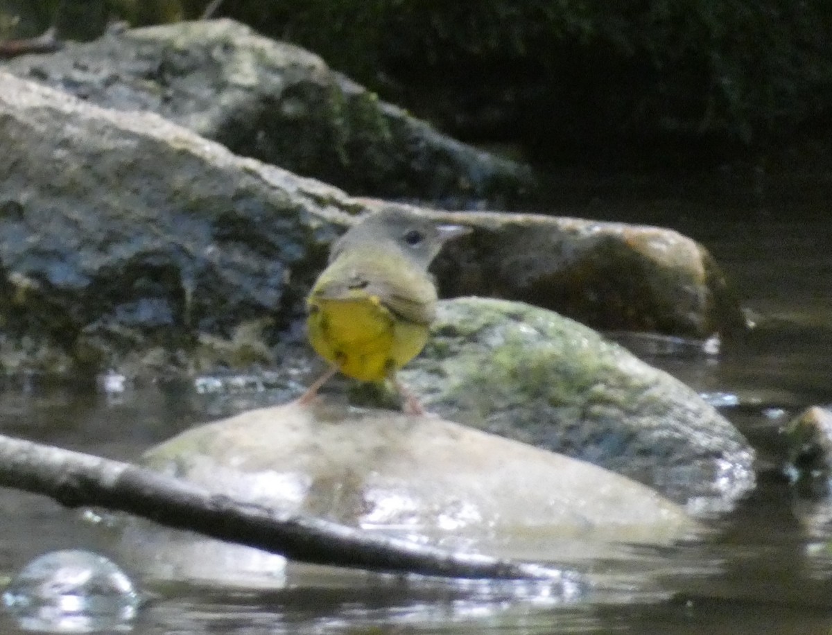 Mourning Warbler - ML636244417