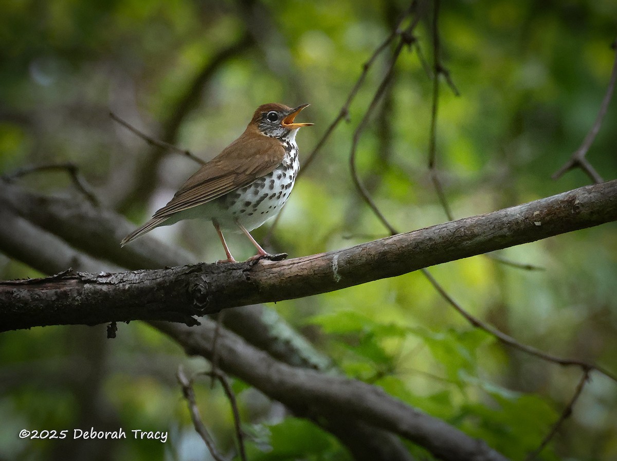 Wood Thrush - ML636244478