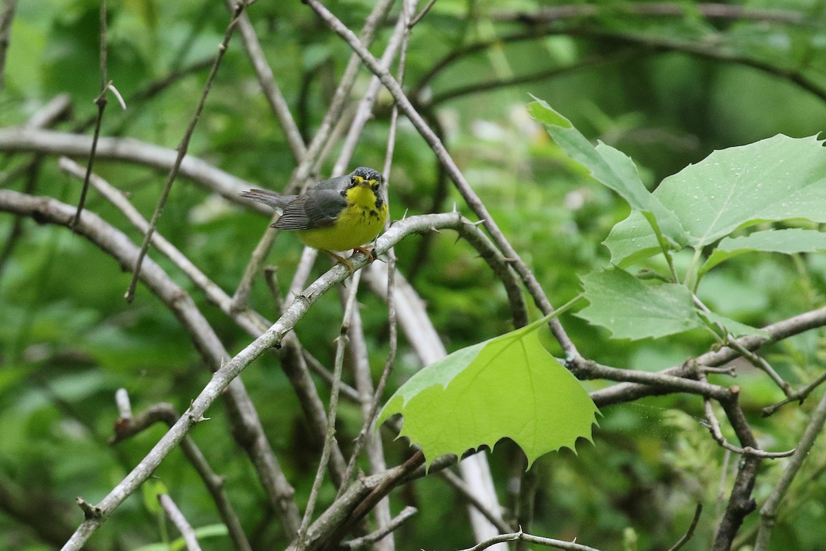 Canada Warbler - ML636244536
