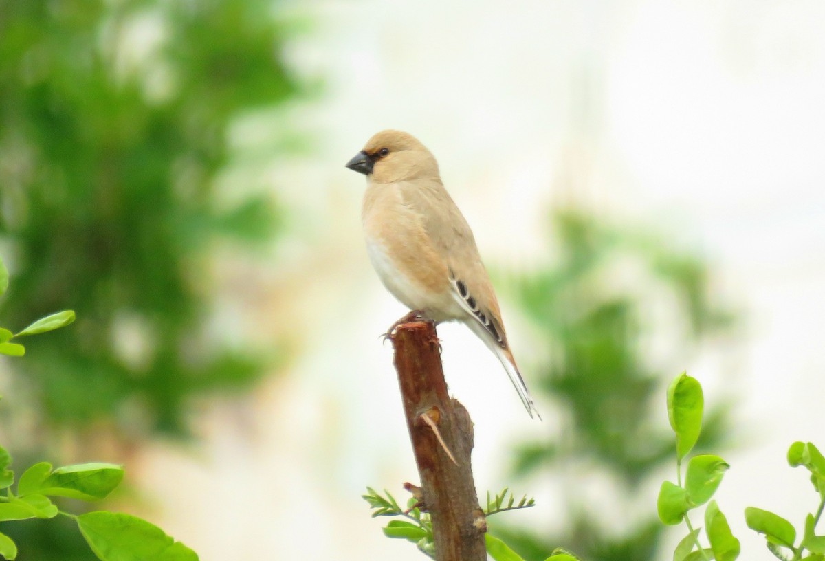 Desert Finch - ML636244574