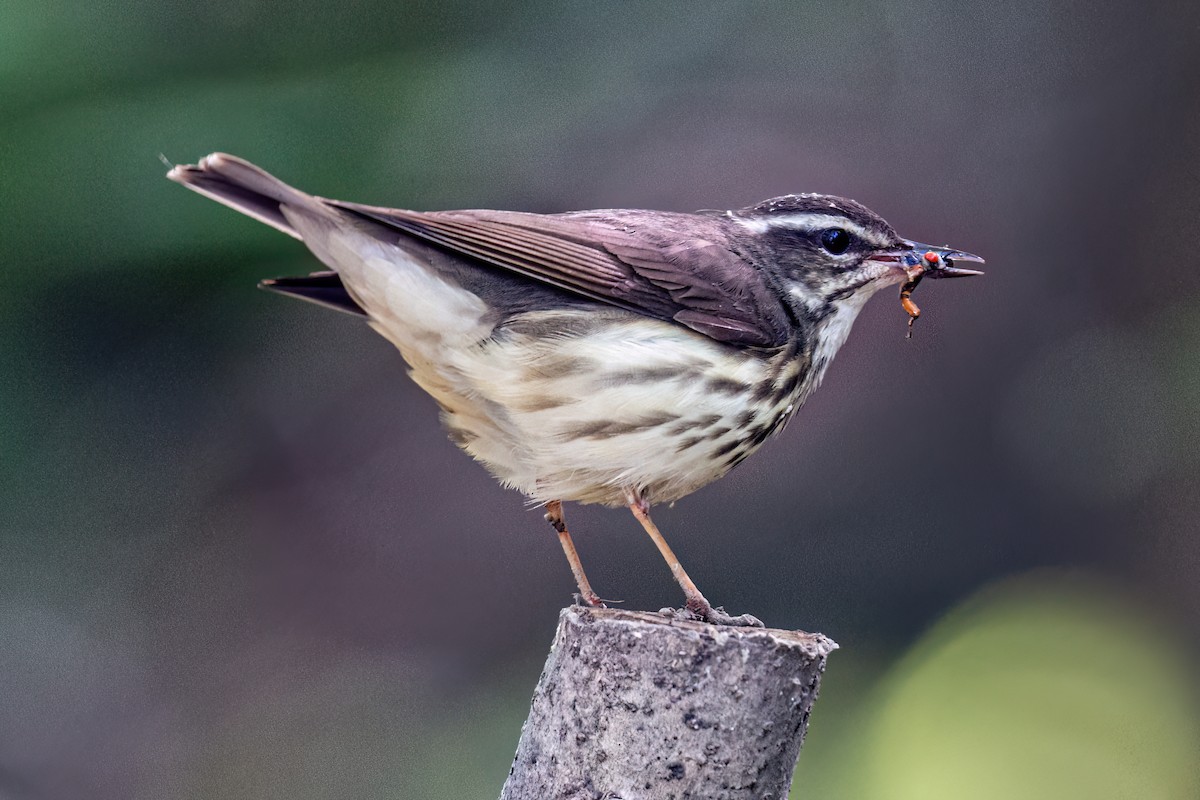 Louisiana Waterthrush - Kurt Gaskill