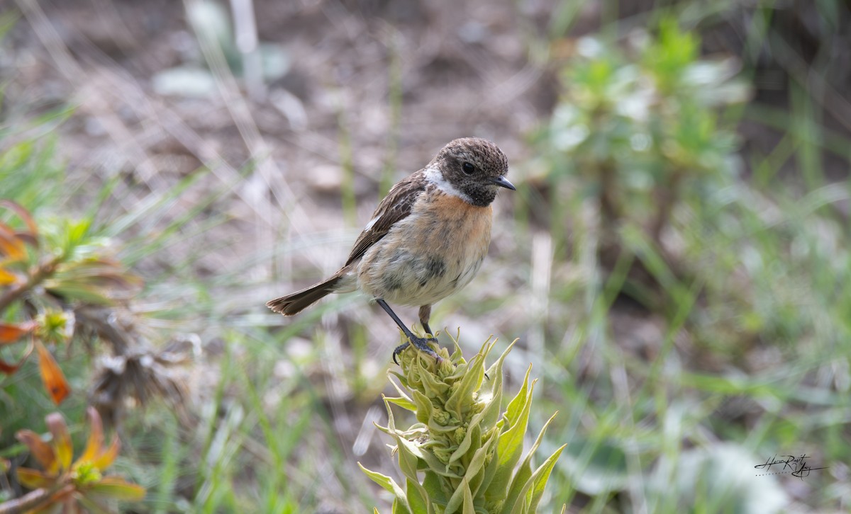 European Stonechat - ML636244697