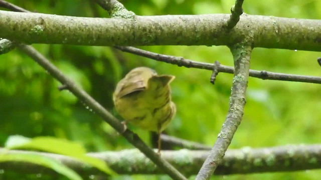 Connecticut Warbler - ML636244703