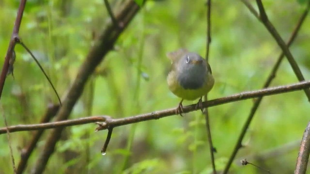 Connecticut Warbler - ML636244704