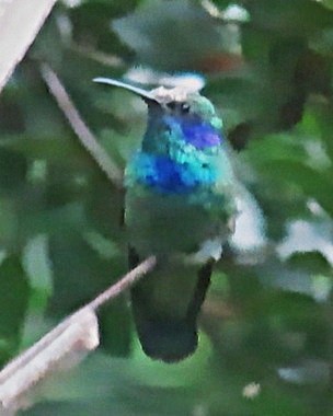 Mexican Violetear - ML636244789