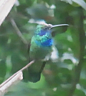 Mexican Violetear - ML636244790