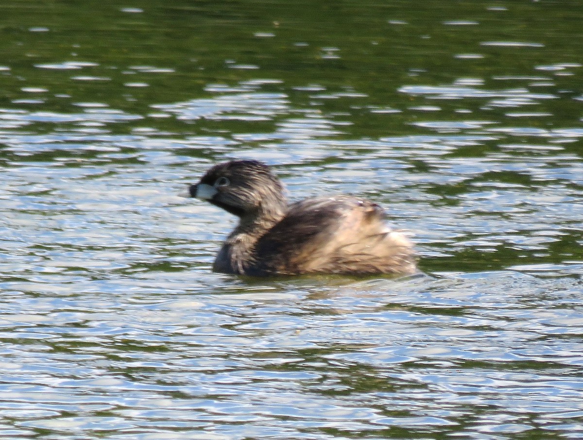 Pied-billed Grebe - ML636244871