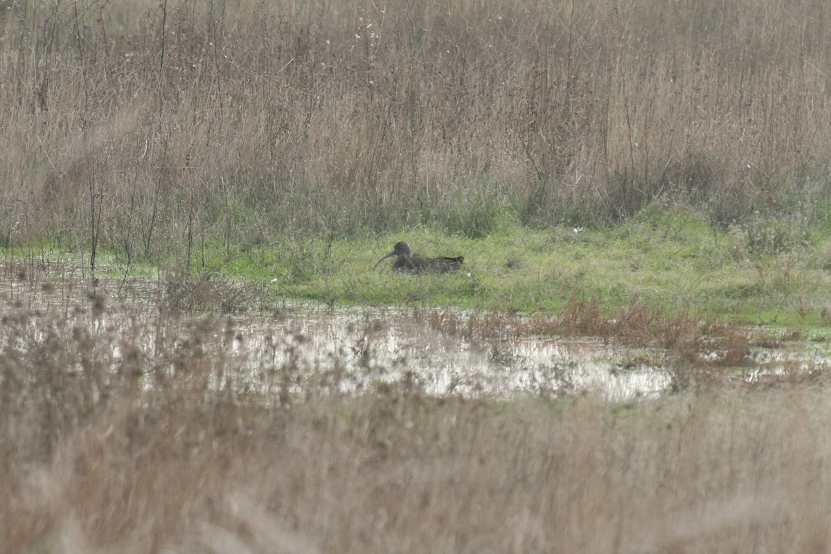 White-faced Ibis - ML636244923