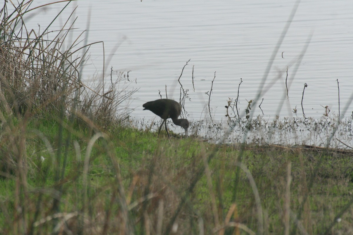 White-faced Ibis - ML636244965