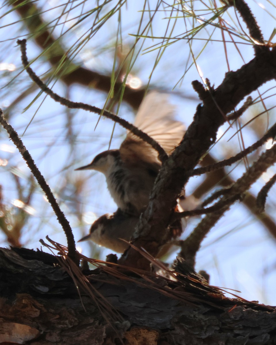Brown-headed Nuthatch - ML636245033