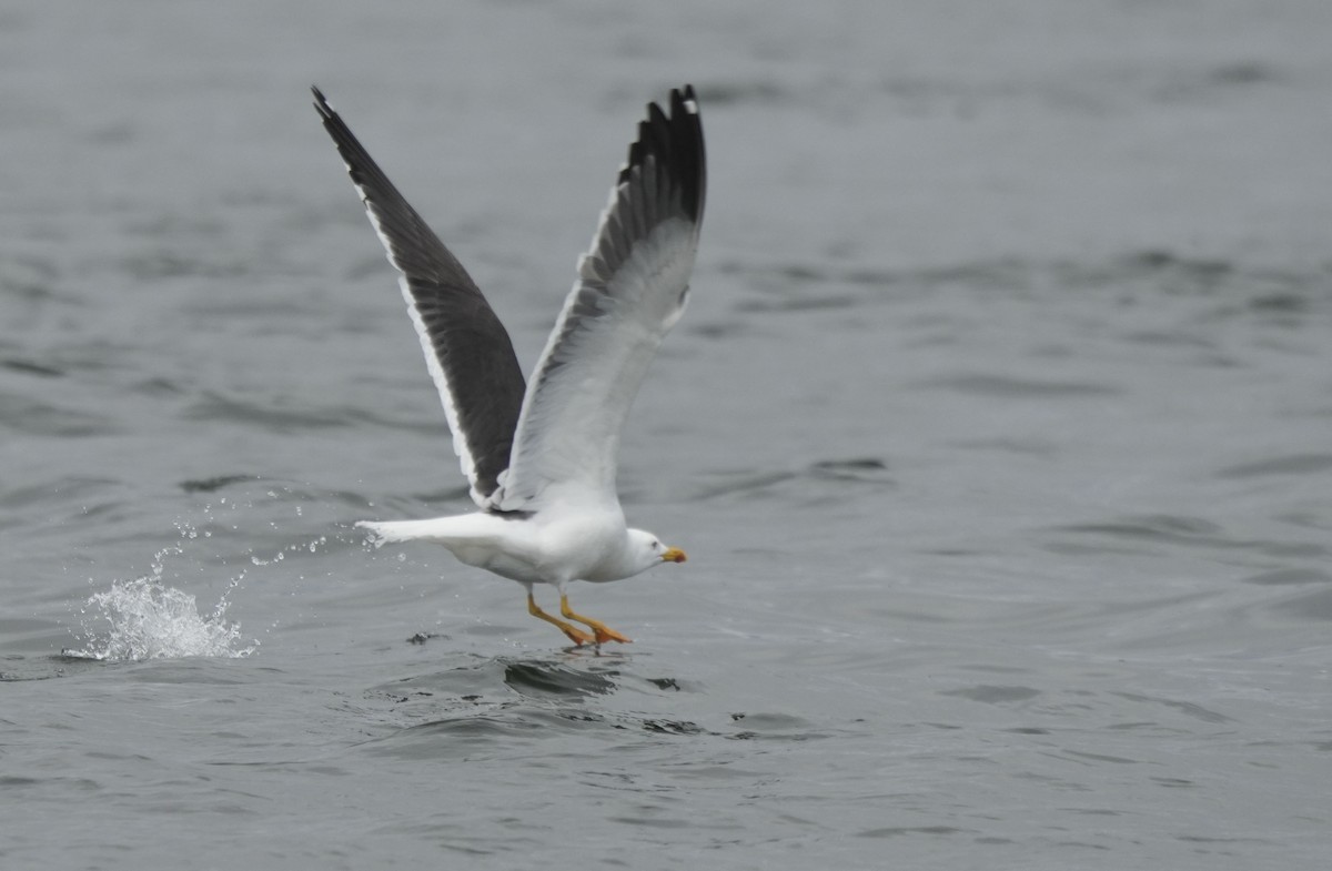 Lesser Black-backed Gull - ML636245071