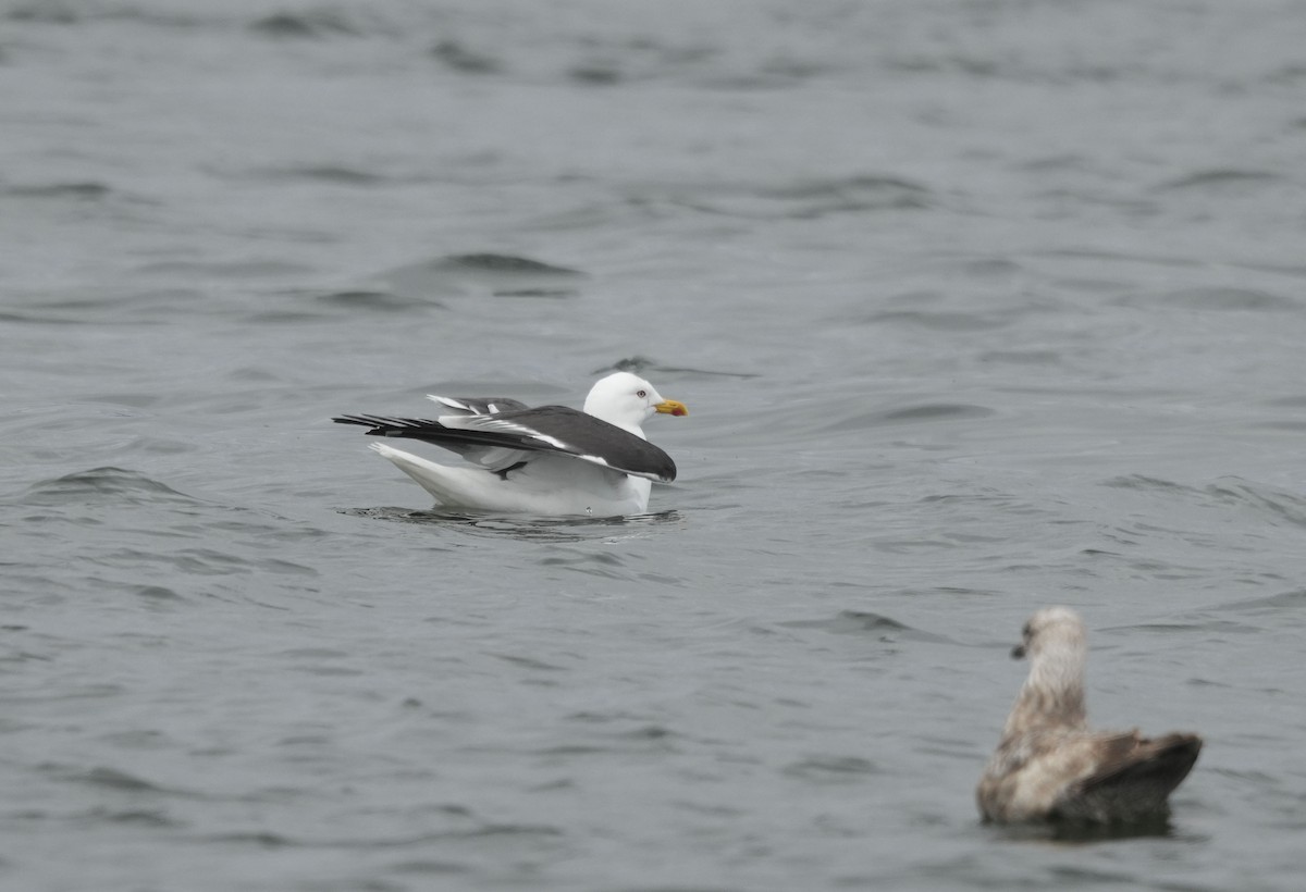 Lesser Black-backed Gull - ML636245072