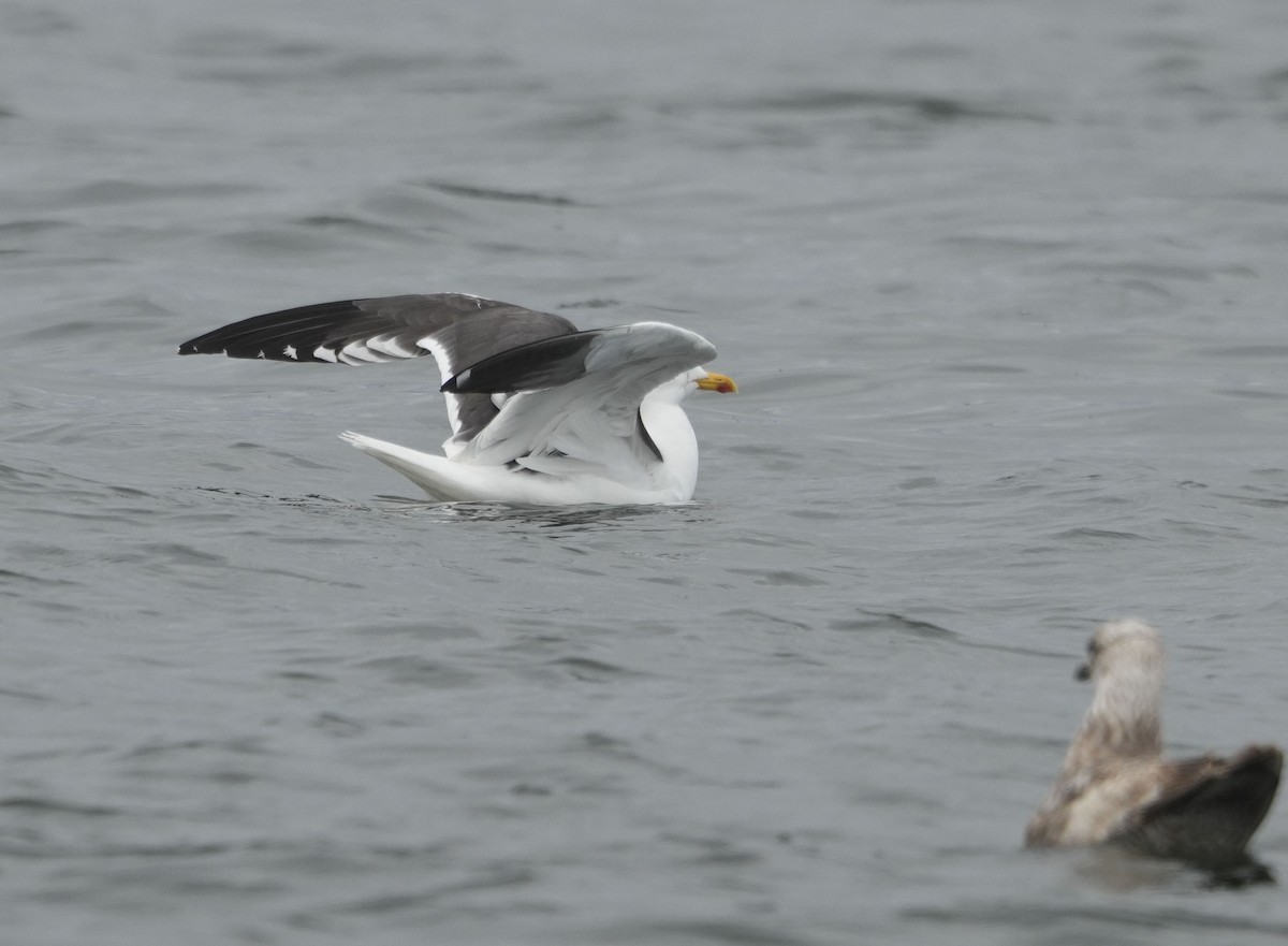 Lesser Black-backed Gull - ML636245073