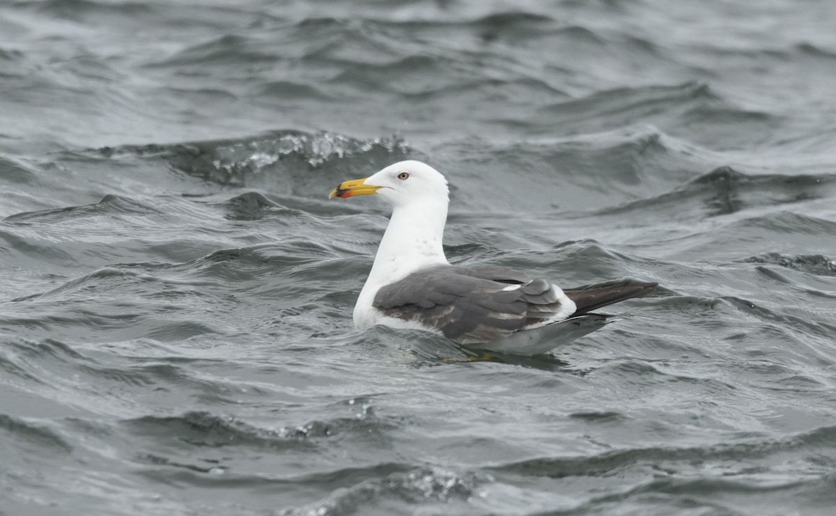 Lesser Black-backed Gull - ML636245074