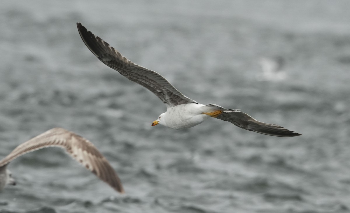 Lesser Black-backed Gull - ML636245075