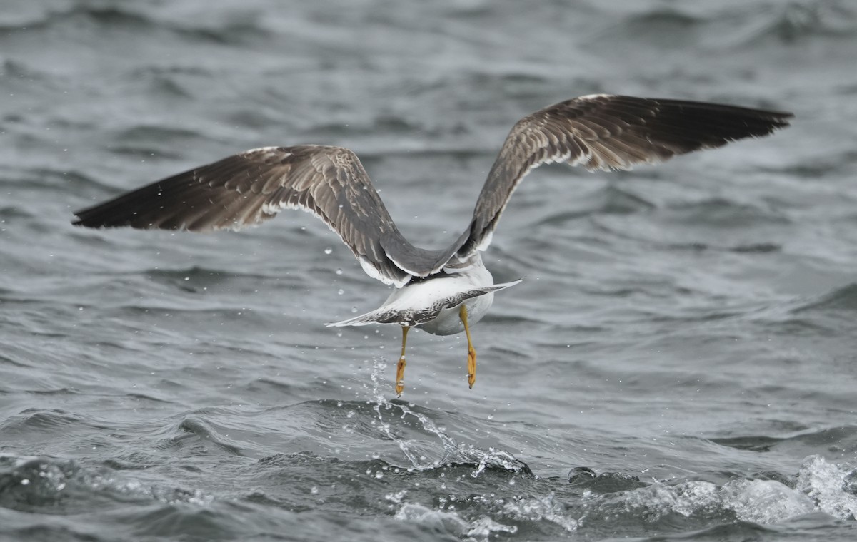 Lesser Black-backed Gull - ML636245076