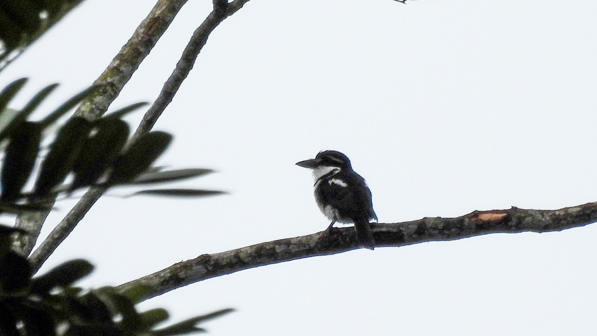 Pied Puffbird - ML636245088
