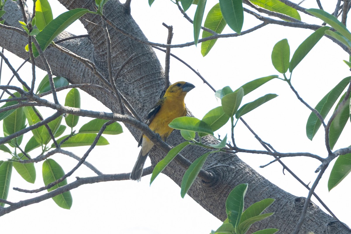 Yellow Grosbeak - ML636245089