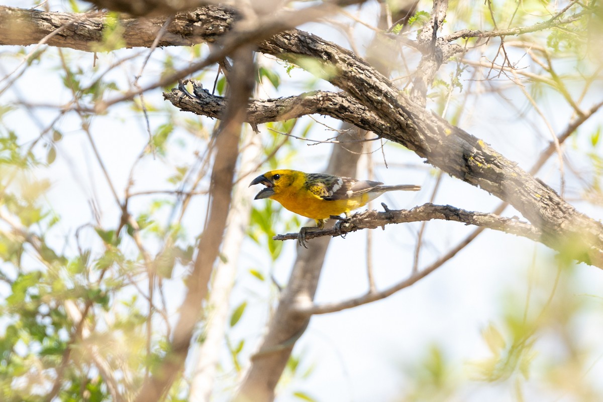 Yellow Grosbeak - ML636245090