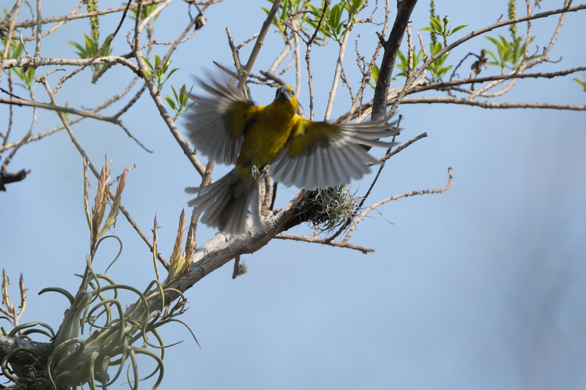 Yellow Grosbeak - ML636245091