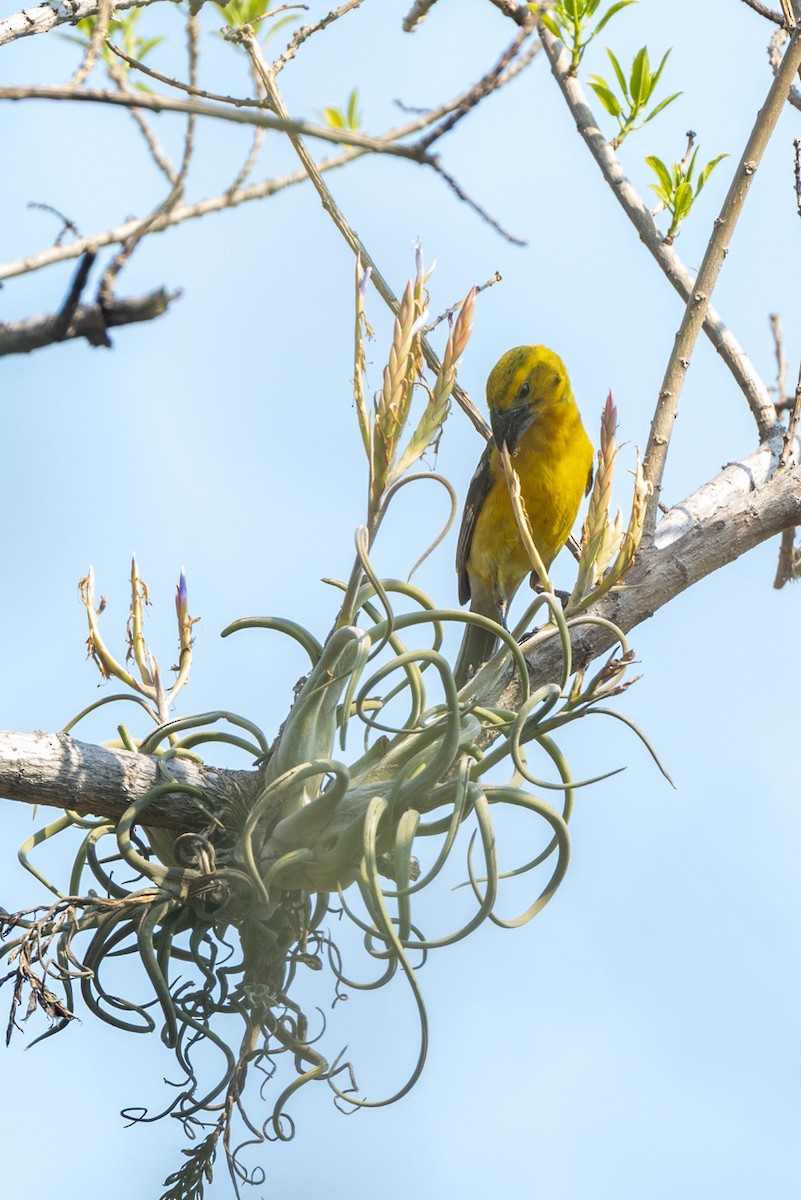 Yellow Grosbeak - ML636245092