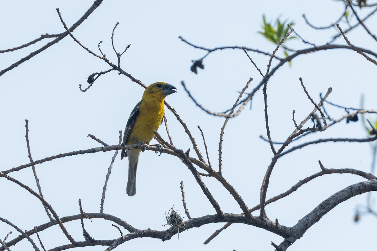 Yellow Grosbeak - ML636245093