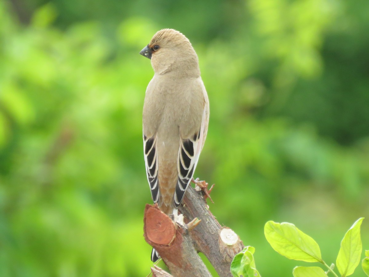 Desert Finch - ML636245119