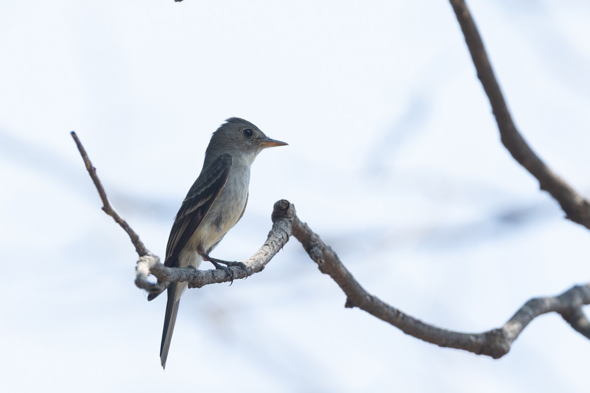 Western Wood-Pewee - ML636245125