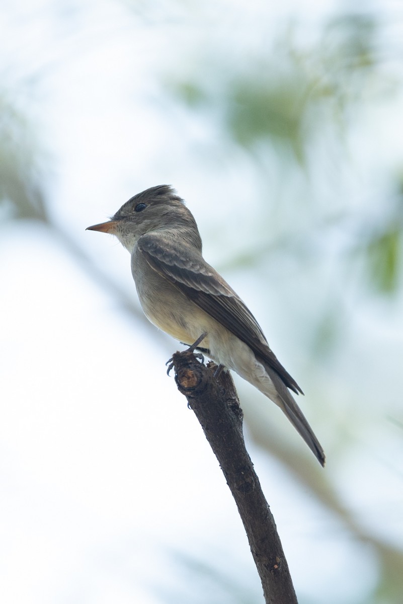 Western Wood-Pewee - ML636245126