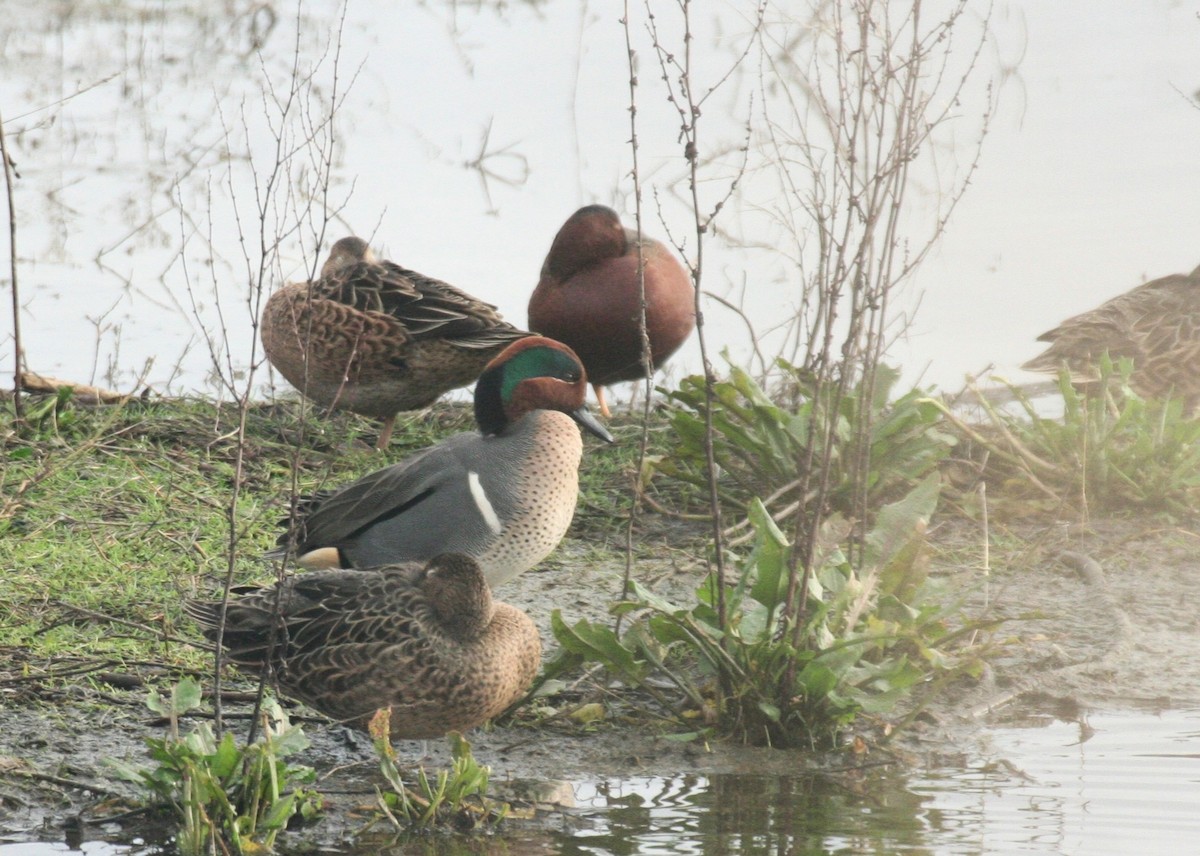 Alzavola americana - ML636245127