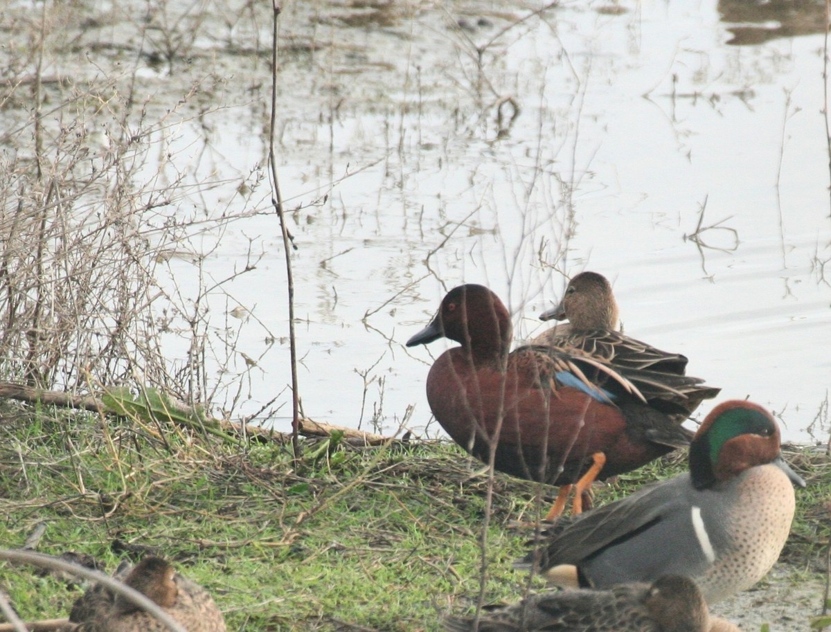 Alzavola cannella - ML636245155