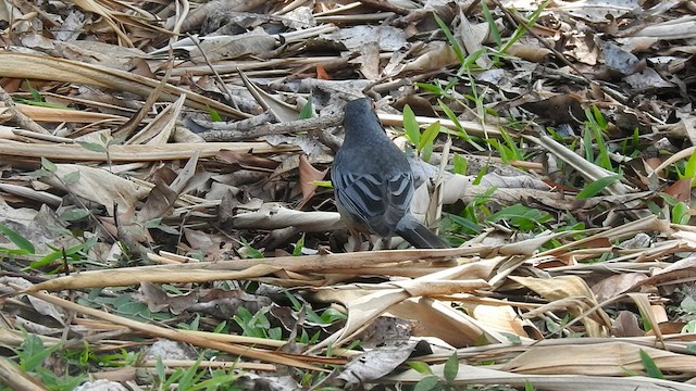 Western Red-legged Thrush - ML636245166