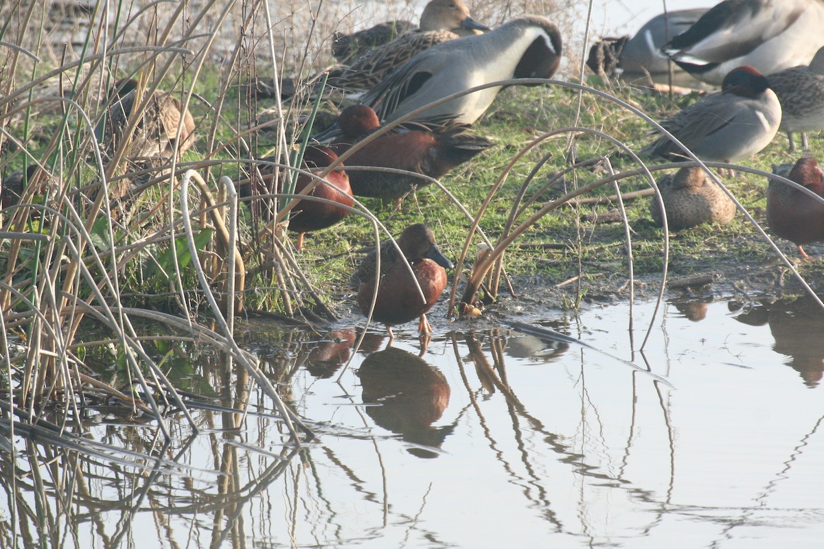 Alzavola cannella - ML636245176