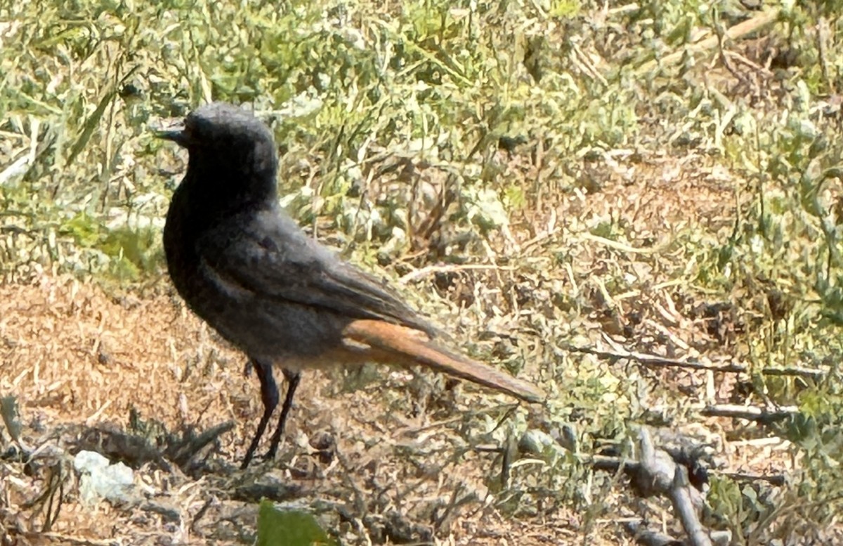 Black Redstart - ML636245226