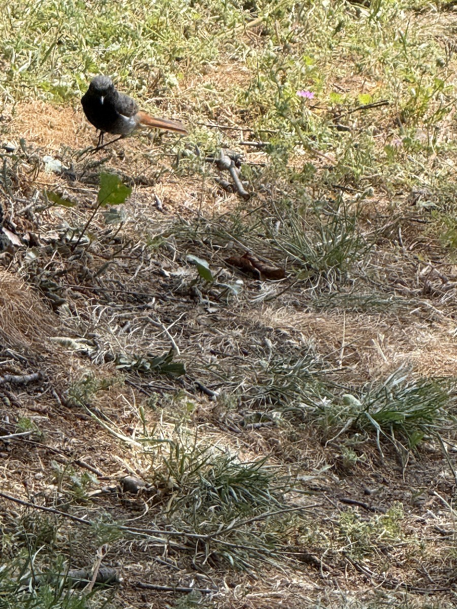 Black Redstart - ML636245227