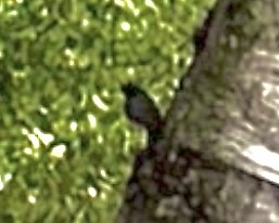 European Robin - ML636245256