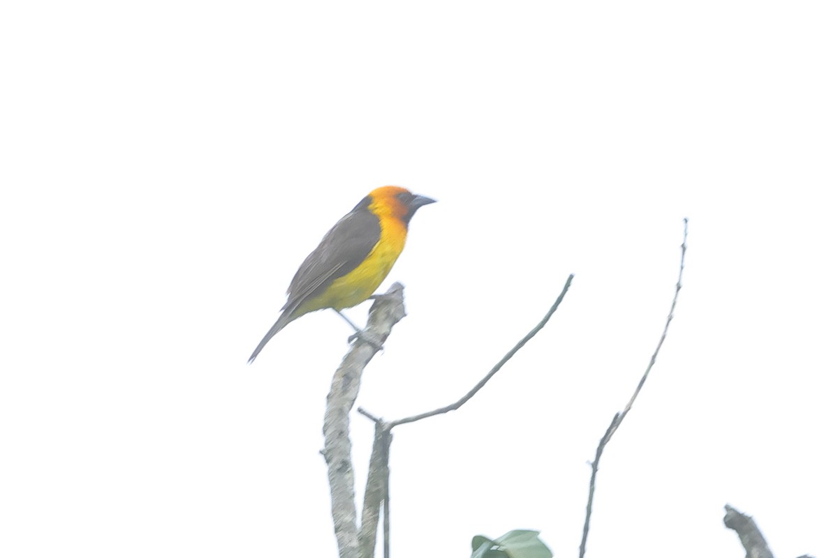 Black-necked Weaver - ML636245260