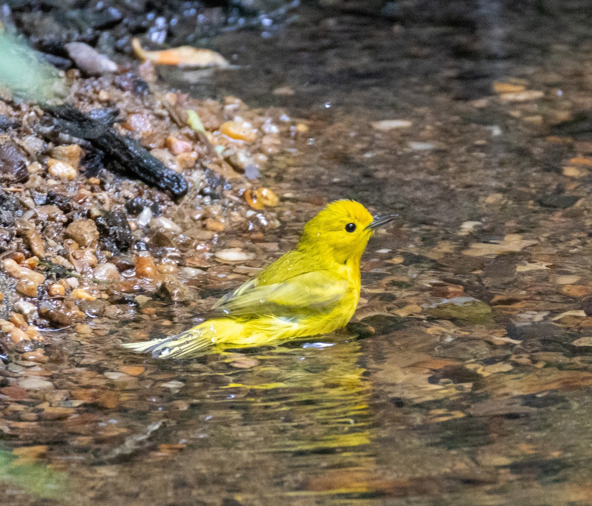 Yellow Warbler - ML636245262