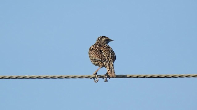 Eastern Meadowlark (Cuban) - ML636245270
