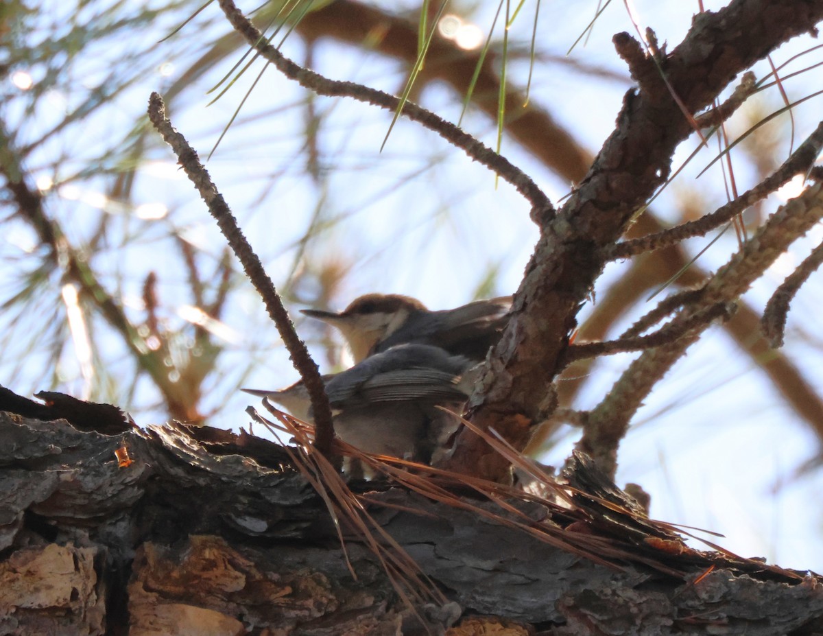 Brown-headed Nuthatch - ML636245283