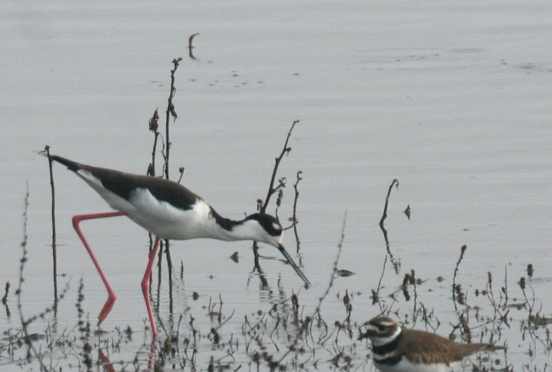 Black-necked Stilt - ML636245303