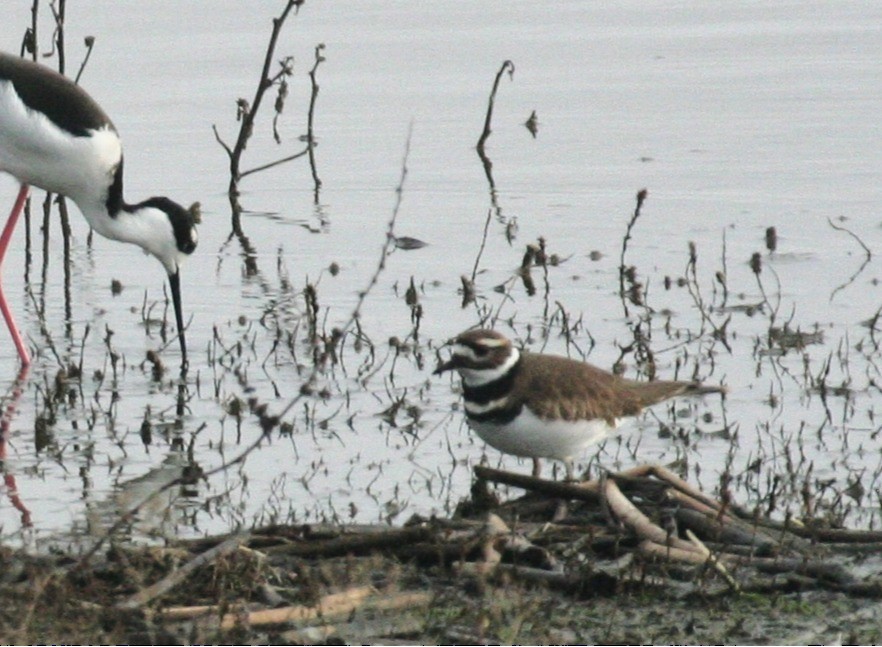 Killdeer - ML636245455