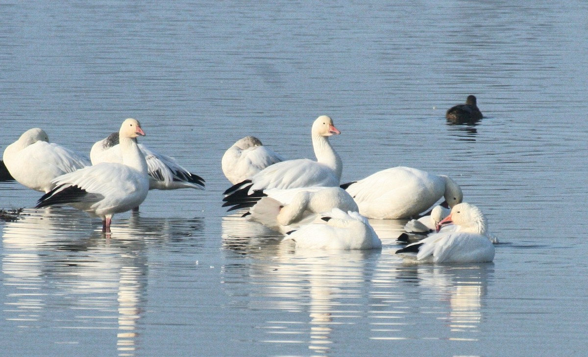 Oca delle nevi - ML636245618