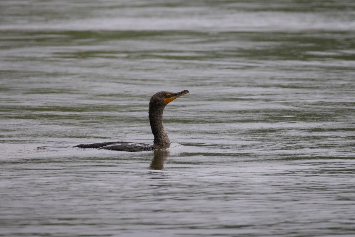 Cormoran à aigrettes - ML636245623