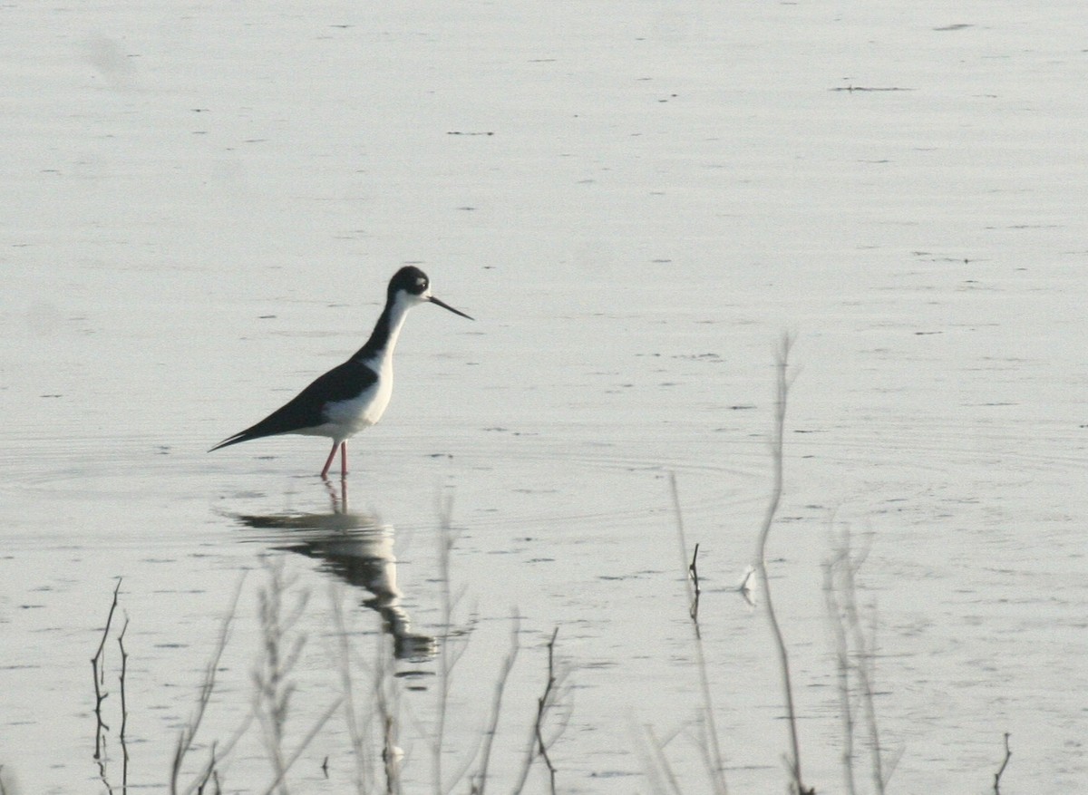 Black-necked Stilt - ML636245804